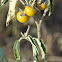 Silverleaf Nightshade