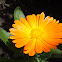 Calendula