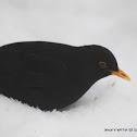 Common Blackbird