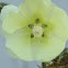 Hollyhock 
