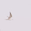 Sandwich Tern