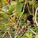 Spotted Towhee