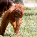 Orangutan