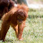 Orangutan