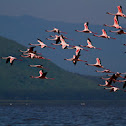 Lesser Flamingo