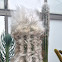 Old man cactus