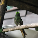 Green-crowned Brilliant