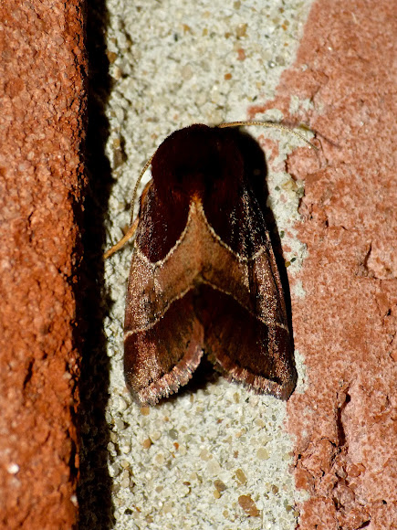 Spotting Image 1