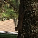 Brown squirrel
