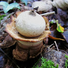 Collared earthstar