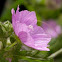 Malva moschata