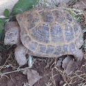 Desert Tortoise