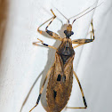 Assassin bug