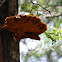 Chicken of the Woods,Sulfur Shelf