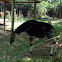Okapi