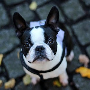French bulldogs.apk 2.0.0