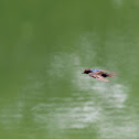 Barn Swallow