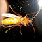 Nocturnal Wasp