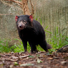 Tasmanian devil