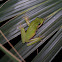 Green Treefrog