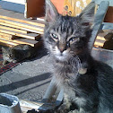 Feral Cat