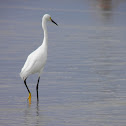 Garza (Egret)