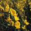 Spanish Broom
