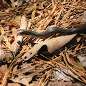 Black Rat Snake