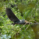 Blue Heron