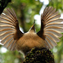 Victorias Riflebird