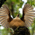 Victorias Riflebird