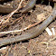 Red-Headed Litter Snake