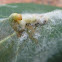 Avocado Omnivorous Looper