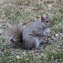 Eastern Gray Squirrel
