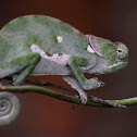 Flap-necked Chameleon