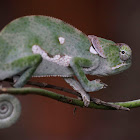 Flap-necked Chameleon