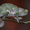 Flap-necked Chameleon
