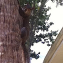 Eastern gray squirrel