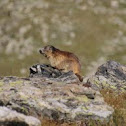 Marmota