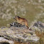 Marmota
