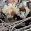 Coral fungus