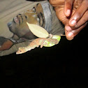 Leaf tailed gecko