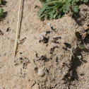 Ant