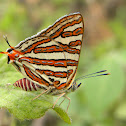 Common Silverline