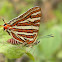 Common Silverline