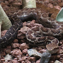 Godman´s montane pitviper , Toboba de altura