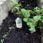Apple Mint