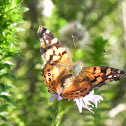 Mariposa Vanessa