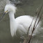 Snowy Egret