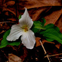 Large - flowered Trillium